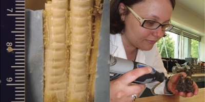 Photo d’une dent d’antilocapre sur laquelle ont été prélevés des échantillons d’émail et photo d’une femme prélevant des échantillons d’émail sur une dent fossile.
